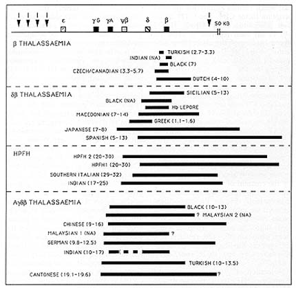 The Human Ss Globin Locus Control Region F Grosveld M Antoniou M Berry Ernie De Boer N Dillon J Ellis P Fraser D Greaves 0 Hanscombe J Hurst M Lindenbaum V Mignotte S Philipsen S Pruzina J Strouboulis D Talbot And D Whyatt 1