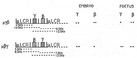 The Human Ss Globin Locus Control Region F Grosveld M Antoniou M Berry Ernie De Boer N Dillon J Ellis P Fraser D Greaves 0 Hanscombe J Hurst M Lindenbaum V Mignotte S Philipsen S Pruzina J Strouboulis D Talbot And D Whyatt 1