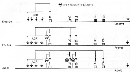 The Human Ss Globin Locus Control Region F Grosveld M Antoniou M Berry Ernie De Boer N Dillon J Ellis P Fraser D Greaves 0 Hanscombe J Hurst M Lindenbaum V Mignotte S Philipsen S Pruzina J Strouboulis D Talbot And D Whyatt 1